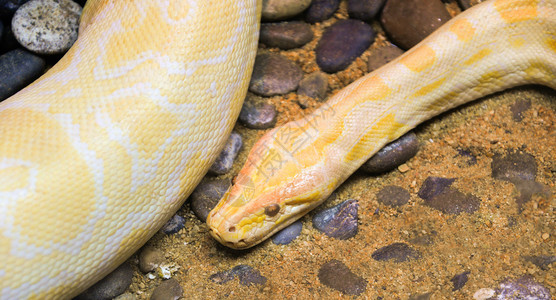 金皮松黄蛇躺在地上阿尔比诺图片