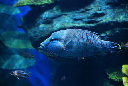 鱼拿破仑在海底洋生物中游泳图片