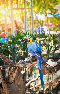 树枝上的麦考鸟鹦鹉以自然绿背景黄翼和蓝马awaraararauna图片