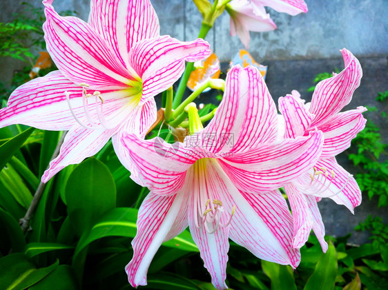 在花园中开的星百合热带植物或粉和白百合花高清图片免费下载 正版图片 摄图网