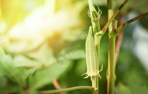 Okra果园自然树上的新鲜绿花屋背景图片