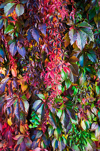 自然栅栏树叶秋天换颜色图片