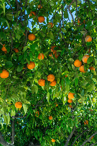 橙园柑橘树上的橙子背景图片