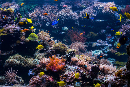 珊瑚礁和热带鱼类背景图片