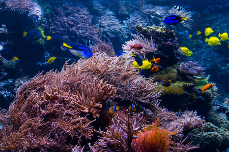 拥有热带鱼类的美丽水下世界图片