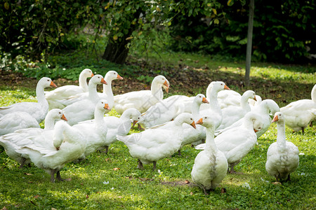 张鸭子一群家养白鹅背景