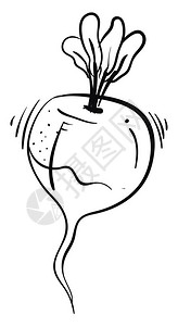 胡萝卜田radish绘图插白色背景的矢量插画