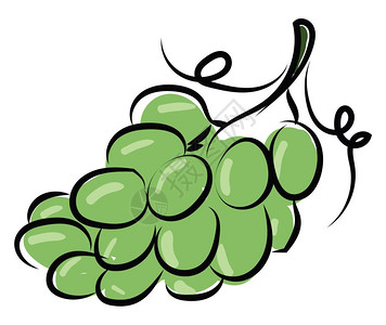 新西兰葡萄园绿色葡萄插图白色背景的矢量插画