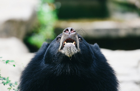 AsiaticBlackbear站着放松夏天Black在动物园等食图片