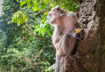 亚洲猴子坐在岩石上自然公园背景上吃食物图片