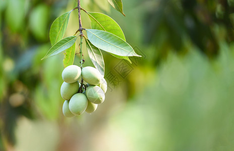 夏季树上热带梅芒果青绿色的甜美马莲梅花果图背景图片