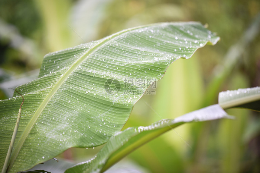 雨后降水的香蕉叶图片