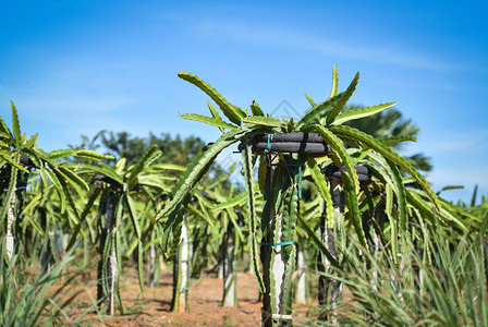 种植龙果树在山坡上的田园农场业中种植的龙果树图片