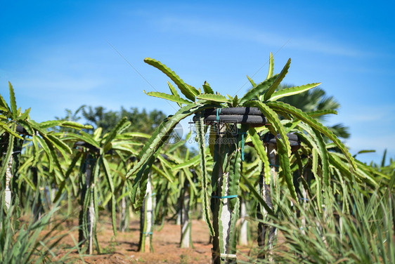 种植龙果树在山坡上的田园农场业中种植的龙果树图片