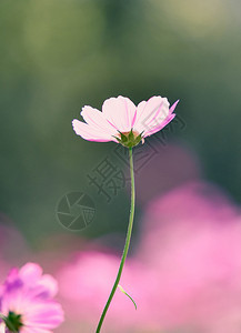 春花朵在园多彩的田野背景中开花图片