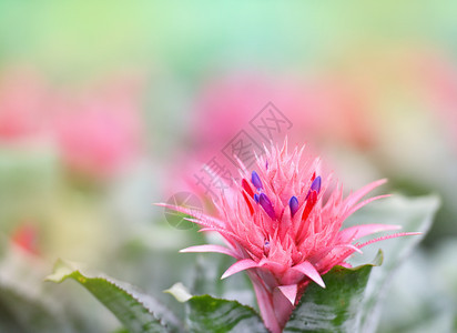 花园中的粉红布罗梅拉德花朵AechmeafasciataBromeliad图片