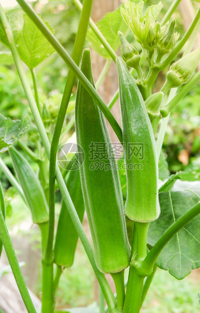 Okra果园自然树上的新鲜绿花屋高清图片下载 正版图片 摄图网 Okra果园自然树上的新鲜绿花屋高清图片下载 正版图片 摄图网