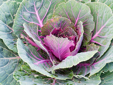 蔬菜装饰花用于园装饰图片