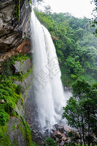 森林热带雨绿美丽的泰国风景图片