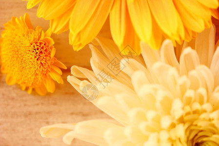 木制白色背景的Gerbera花朵黄调古典图片