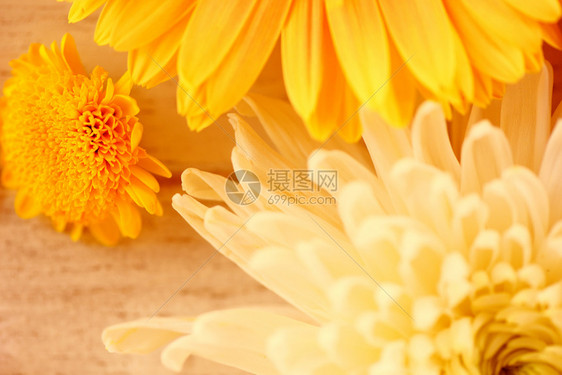 木制白色背景的Gerbera花朵黄调古典图片