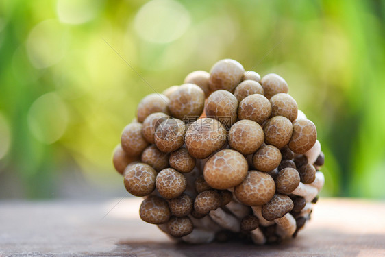 木和自然绿色模糊背景的ShimejiMushroom图片