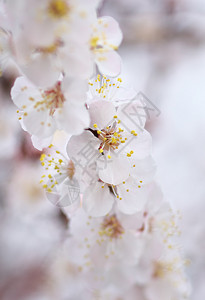 杏树的春花自然构成图片