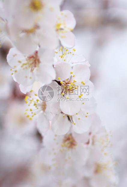 杏树的春花自然构成图片