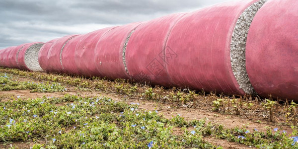 在阿拉巴马的一个田地里用粉色塑料包裹着圆形棉等待运到棉花杜松子酒粉色包装纸是农民支持那些与乳腺癌抗争者的一种方式图片