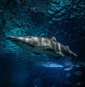 海洋中生物牙齿鲨鱼照片海洋水下图片