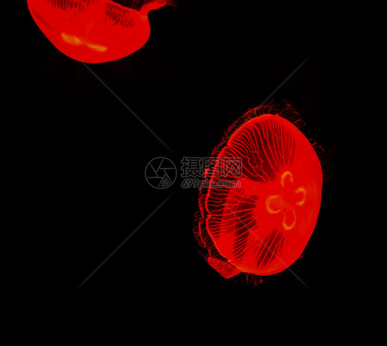 海月球水母红在黑底的海洋生物中游图片