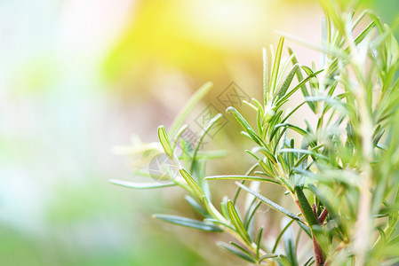 在花园种植有机迷迭香物以提取基本油新鲜迷迭香草绿色本底有选择的重点背景图片