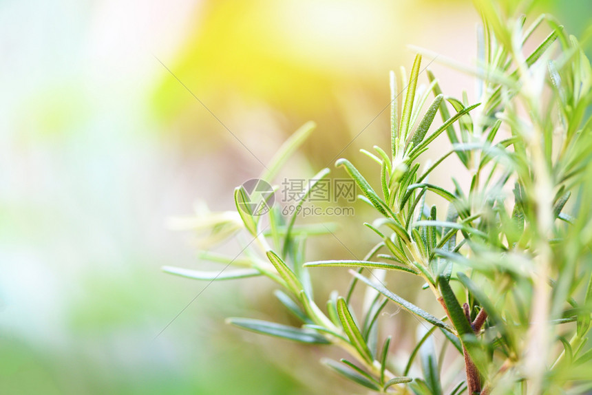 在花园种植有机迷迭香物以提取基本油新鲜迷迭香草绿色本底有选择的重点图片