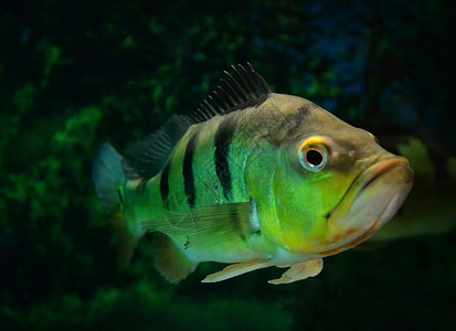 蝴蝶孔雀贝美丽的cichlid鱼模式在水族馆下鱼缸中游泳cichlaocellaris图片