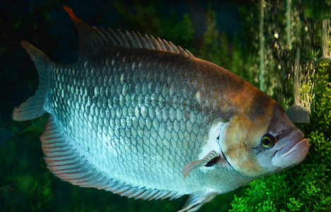 在鱼缸GouramiOsphronemusGorami鱼缸水下族馆游泳的巨型红色尾瓜拉米鱼图片