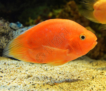 鱼血鹦鹉cichlid橙子AfricanCichlid鱼在水下族馆游泳图片