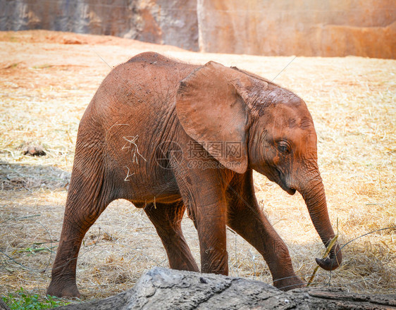 野生物保护区年轻大象在地面上玩耍图片