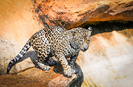 坐在岩石上寻找食物的美丽洲豹图片