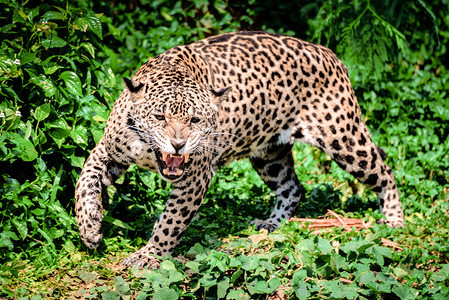 Roar老虎豹美洲动物野生猎美丽的洲豹在丛林中行走图片