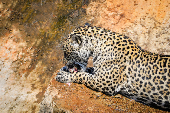 捕猎食物的美洲豹动老虎在自然野生动物公园吃生肉图片