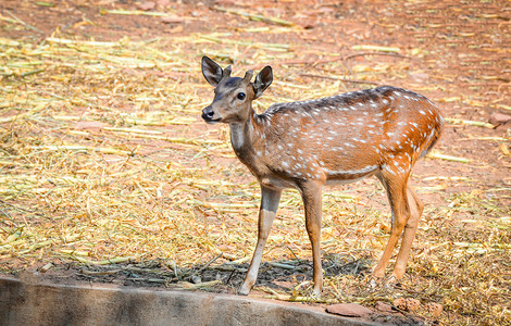 野生动物保护区内的小鹿图片