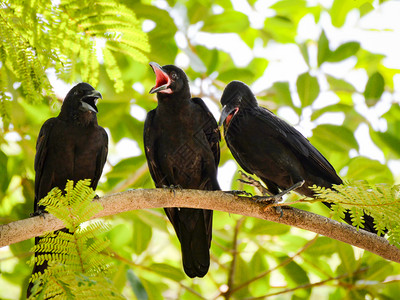 树枝上三只有自然绿色背景的乌鸦黑鸟叫张嘴背景图片