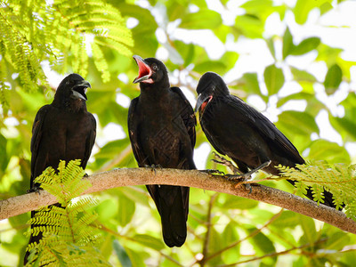树枝上三只有自然绿色背景的乌鸦黑鸟叫张嘴图片
