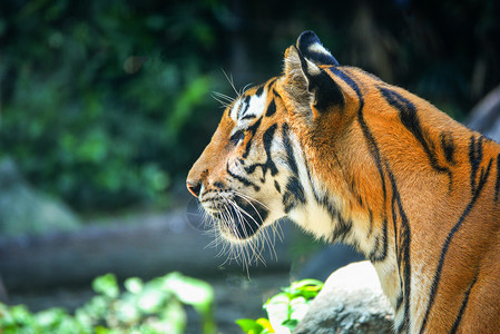 Bengal皇家老虎关闭头在公园寻找猎物图片