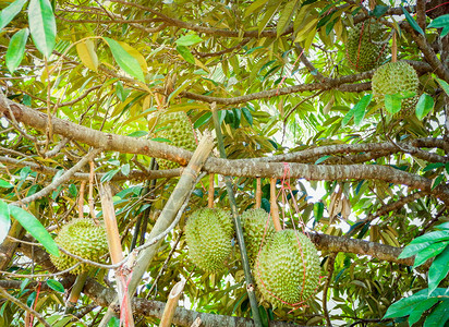 在果园丁树苗上种植新鲜的durian热带新果实图片