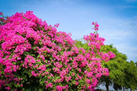 花朵在园公开蓝的天空背景图片