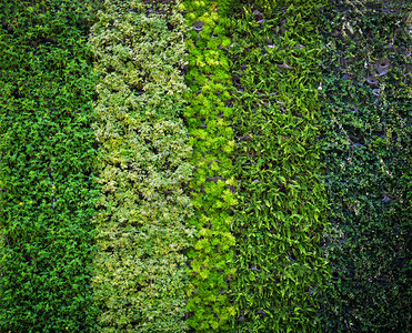 生态绿色植物背景型式自然壁状绿色叶子在花园中生长的朵种类繁多美丽的花园图片