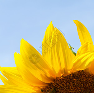 在春夏花园和蓝天空背景中紧贴黄向日葵花朵图片