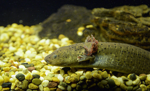 棕色萨拉曼德海洋生物鱼缸水族馆Axolotl游泳水下摄影墨西哥Axolotl图片