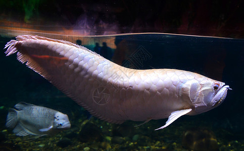 AlbinoArowana鱼水族馆下箱银页图片